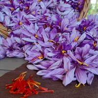 Zafferao Dettaglio Su Fiore E Prodotto