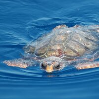 Caretta Caretta