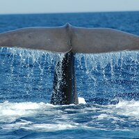 Physeter Catodon 2