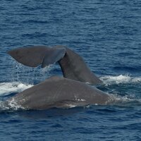 Foto Gabriella Motta Capodogli 23 Luglio 2020