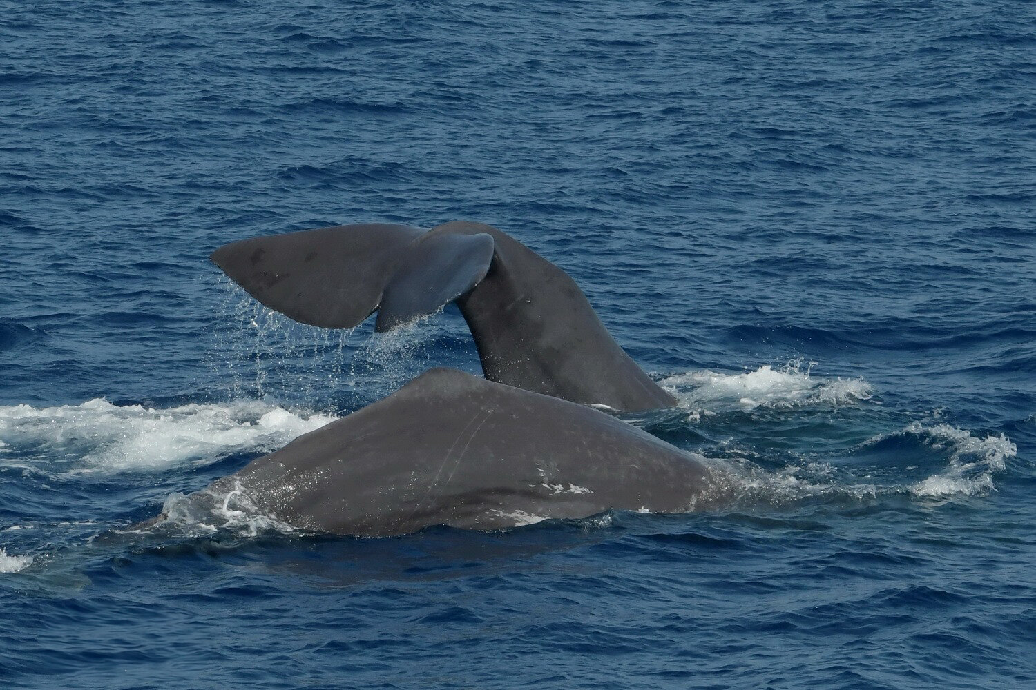 Foto Gabriella Motta Capodogli 23 Luglio 2020