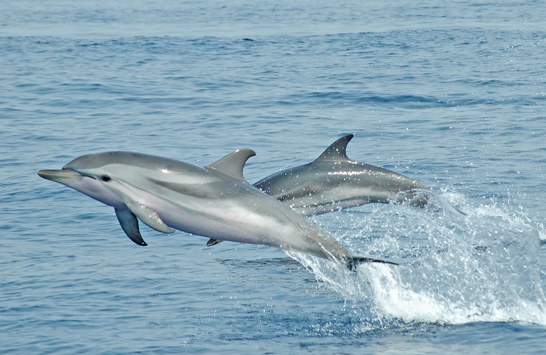 Stenella Coruleoalba