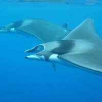 Mobula Mobula