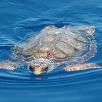 Caretta Caretta